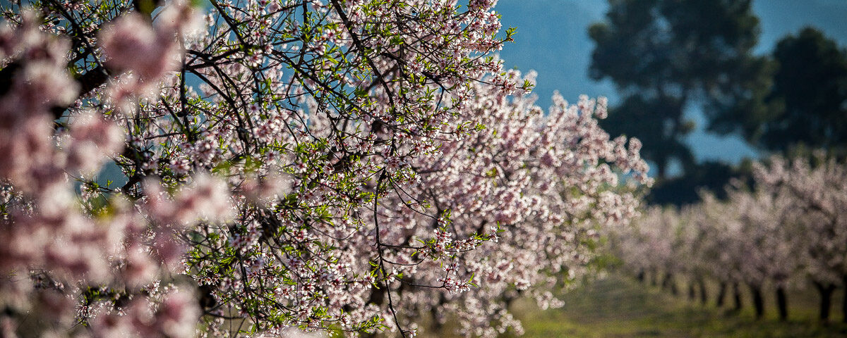 Feria gastronómica de Mula 2026